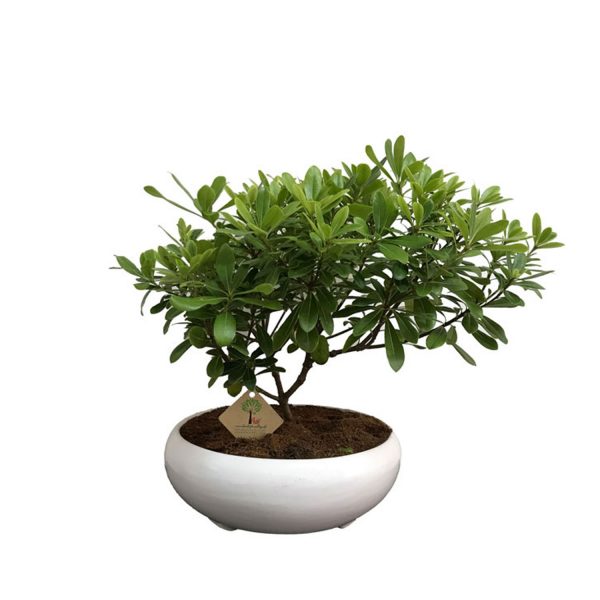 ارسال گیاه به تهران ، ارسال گیاه به ایران ، Send Plant to Tehran , Send Plant to Iran